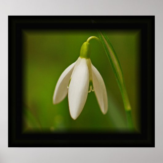 Snowdrop Poster (Vorne)