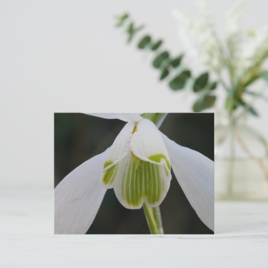 Snowdrop Postkarte (Stehend Vorderseite)