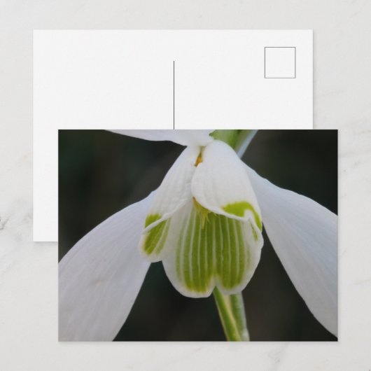 Snowdrop Postkarte (Vorne/Hinten)