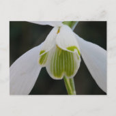 Snowdrop Postkarte (Vorderseite)