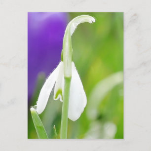 Snowdrop Postkarte
