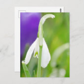Snowdrop Postkarte (Vorne/Hinten)