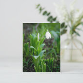 Snowdrop Postkarte | Postkarte Schneegloeckchen (Stehend Vorderseite)