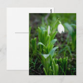 Snowdrop Postkarte | Postkarte Schneegloeckchen (Vorne/Hinten)
