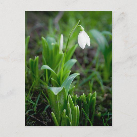Snowdrop Postkarte | Postkarte Schneegloeckchen (Vorderseite)