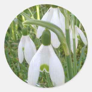 Snowdrop Sticker