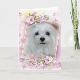 Snowdrop the Maltese Birthday/Greeting Card Karte