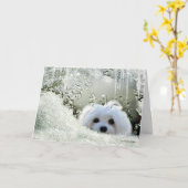 Snowdrop, welches das maltesische "Denken an Sie" Karte (Gelbe Blume)