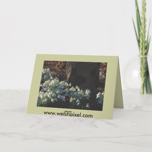 Snowdrops Card Karte (Rückseite)