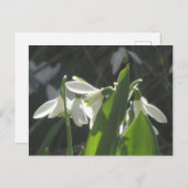 Snowdrops DIY Postkarte (Vorne/Hinten)