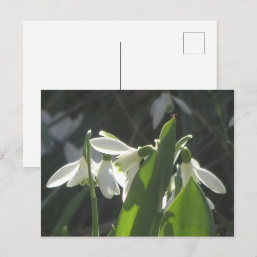 Snowdrops DIY Postkarte (Vorne/Hinten)