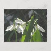 Snowdrops DIY Postkarte (Vorderseite)