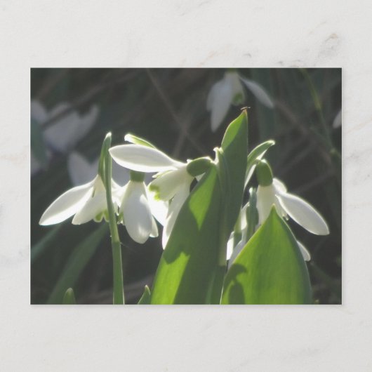 Snowdrops DIY Postkarte (Vorderseite)