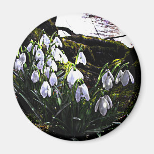 Snowdrops durch Fluss Hafren Kühlschrankmagnet