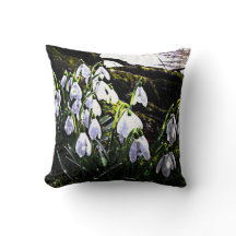 Snowdrops Fotografy Spring