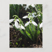Snowdrops Frühlingsblumen Postkarte (Vorderseite)