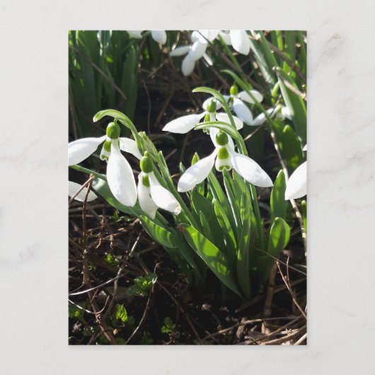 Snowdrops Frühlingsblumen Postkarte (Vorderseite)