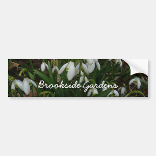 Snowdrops I (Galanthus) Weiße Frühlingsblumen Autoaufkleber