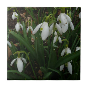 Snowdrops I (Galanthus) Weiße Frühlingsblumen Fliese