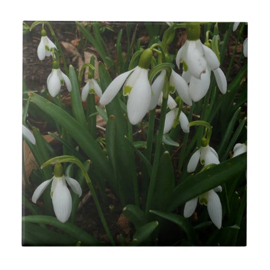 Snowdrops I (Galanthus) Weiße Frühlingsblumen Fliese (Vorderseite)