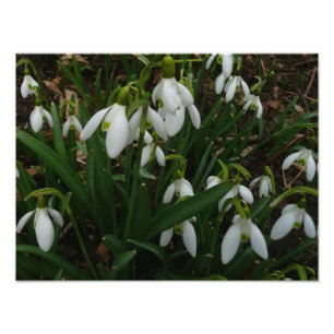 Snowdrops I (Galanthus) Weiße Frühlingsblumen Fotodruck