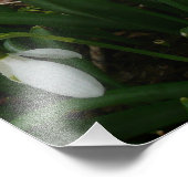 Snowdrops I (Galanthus) Weiße Frühlingsblumen Fotodruck (Ecke)