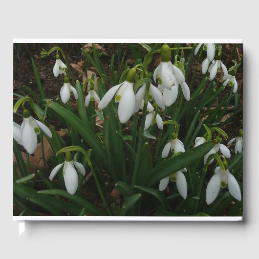 Snowdrops I (Galanthus) Weiße Frühlingsblumen Gästebuch (Vorderseite)