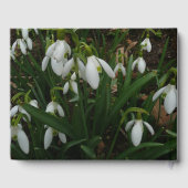 Snowdrops I (Galanthus) Weiße Frühlingsblumen Gästebuch (Rückseite)