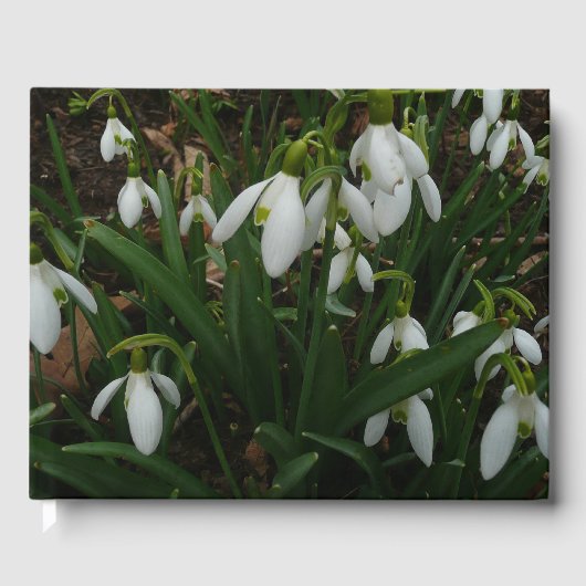Snowdrops I (Galanthus) Weiße Frühlingsblumen Gästebuch (Vorderseite)