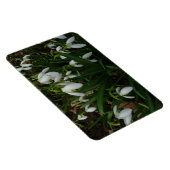 Snowdrops I (Galanthus) Weiße Frühlingsblumen Magnet (Rechte Seite)