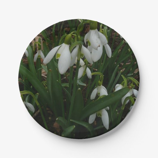 Snowdrops I (Galanthus) Weiße Frühlingsblumen Pappteller (Vorderseite)