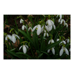Snowdrops I (Galanthus) Weiße Frühlingsblumen Poster