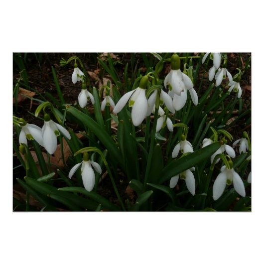 Snowdrops I (Galanthus) Weiße Frühlingsblumen Poster (Vorderseite)
