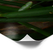 Snowdrops I (Galanthus) Weiße Frühlingsblumen Poster (Ecke)