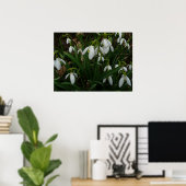 Snowdrops I (Galanthus) Weiße Frühlingsblumen Poster (Heimbüro)