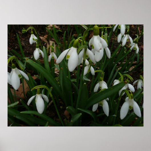 Snowdrops I (Galanthus) Weiße Frühlingsblumen Poster (Vorne)