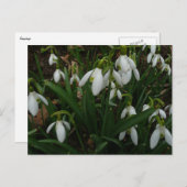 Snowdrops I (Galanthus) Weiße Frühlingsblumen Postkarte (Vorne/Hinten)