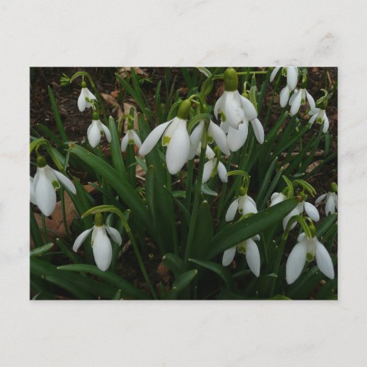 Snowdrops I (Galanthus) Weiße Frühlingsblumen Postkarte (Vorderseite)