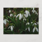 Snowdrops I (Galanthus) Weiße Frühlingsblumen Postkarte (Vorderseite)