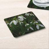 Snowdrops I (Galanthus) Weiße Frühlingsblumen Rechteckiger Pappuntersetzer (angewinkelt)