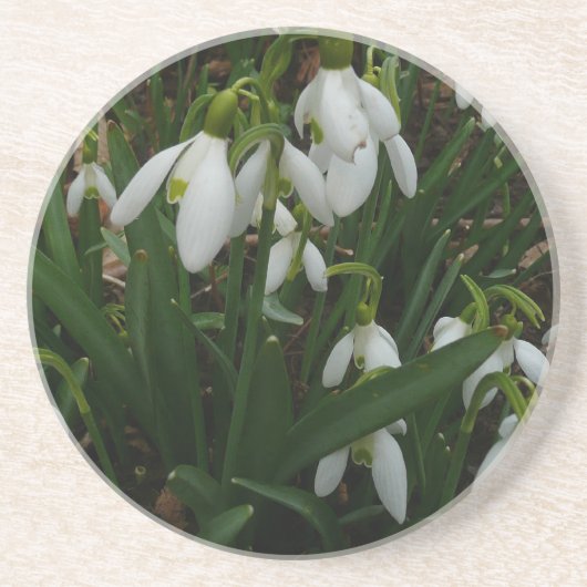 Snowdrops I (Galanthus) Weiße Frühlingsblumen Sandstein Untersetzer (Vorne)