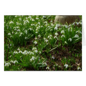 Snowdrops II (Galanthus) Frühlingsflora (Vorderseite (Horizontal))