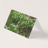 Snowdrops II (Galanthus) Frühlingsflora (Vorderseite)