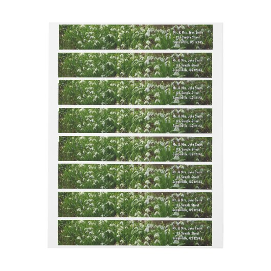 Snowdrops II (Galanthus) Frühlingsflora (Bogen)