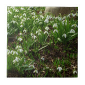 Snowdrops II (Galanthus) Frühlingsflora Fliese (Vorderseite)