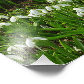 Snowdrops II (Galanthus) Frühlingsflora Fotodruck (Ecke)