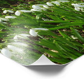 Snowdrops II (Galanthus) Frühlingsflora Fotodruck (Ecke)