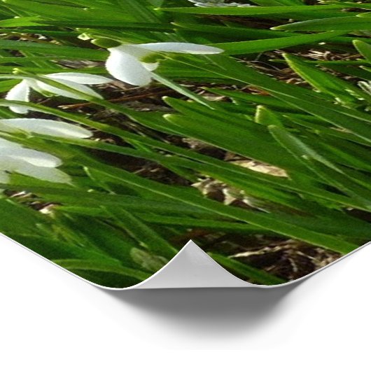 Snowdrops II (Galanthus) Frühlingsflora Poster (Ecke)
