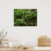 Snowdrops II (Galanthus) Frühlingsflora Poster (Küche)