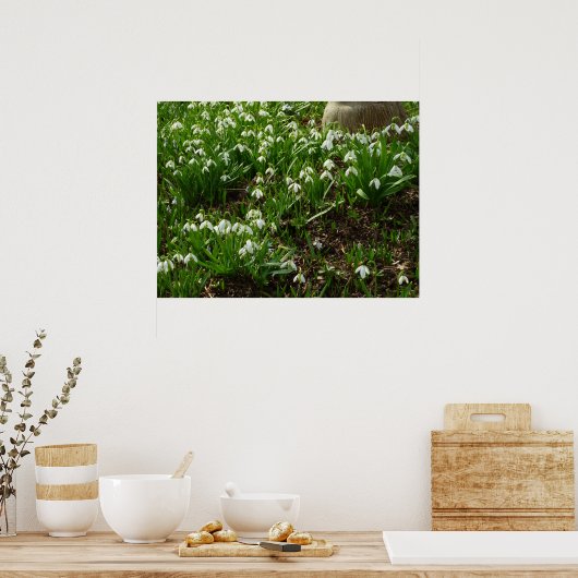Snowdrops II (Galanthus) Frühlingsflora Poster (Küche)